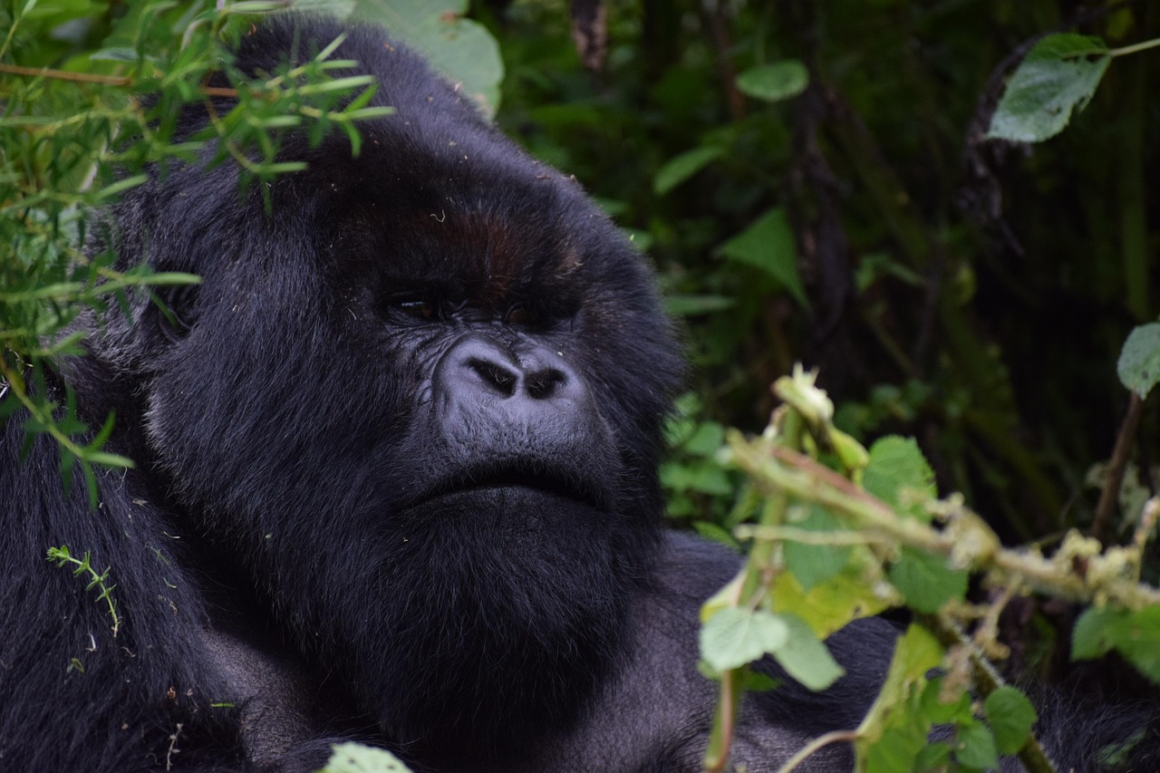Gorilla Trekking Rwanda